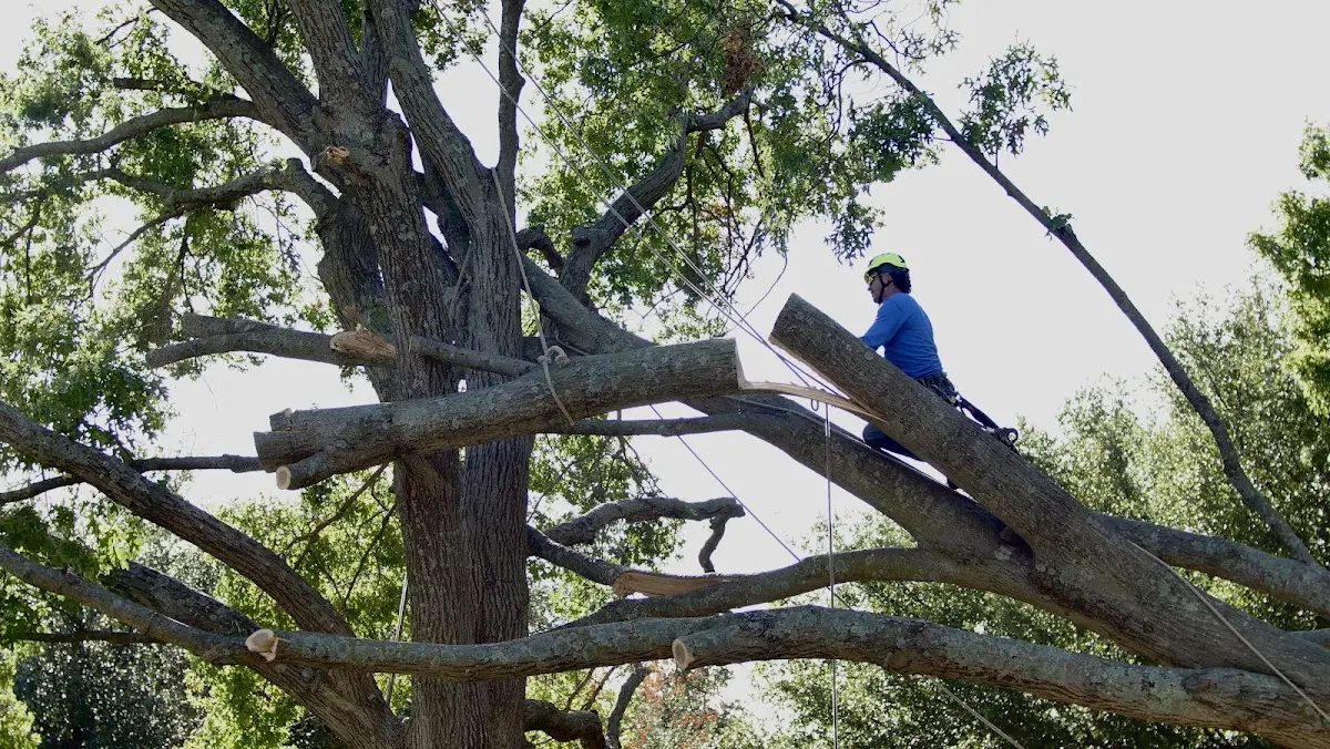 Professional Crown Thinning performed by certified arborists in Colbert